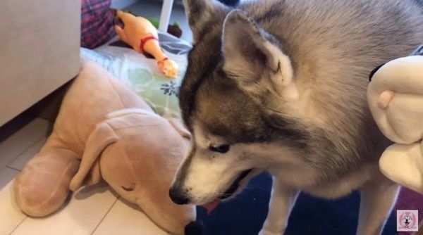 シベリアン・ハスキーの文太ちゃん