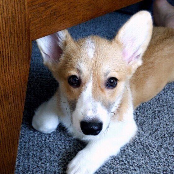 見つめるウェルシュ・コーギー・カーディガン