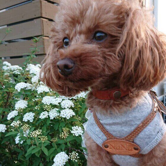 トイ・プードルのななちゃん