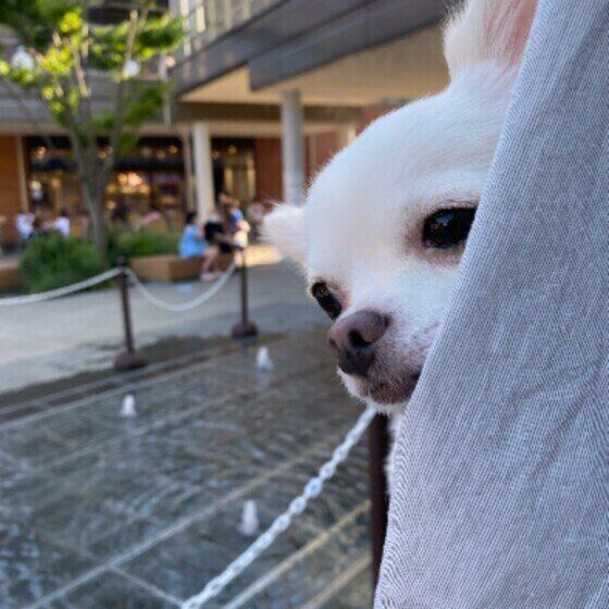 スリングに入ったチワワ