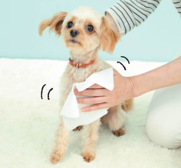 体拭き中のミックス犬