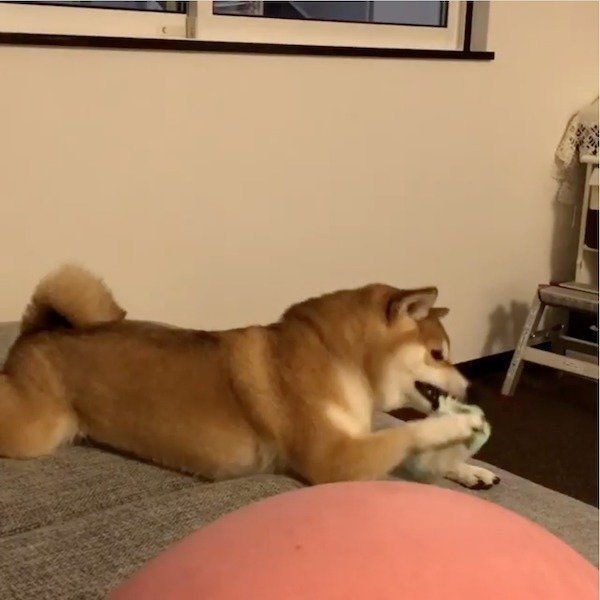 靴下を狙う柴犬