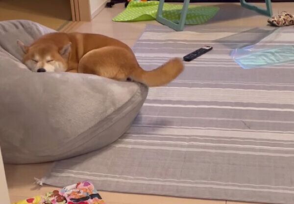 寝ながらしっぽを振るこたろうくん