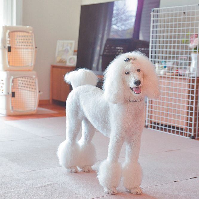 神奈川県・Yさん宅のマーリちゃん（メス・１才５カ月／18㎏／スタンダード・プードル／無邪気でマイペース）