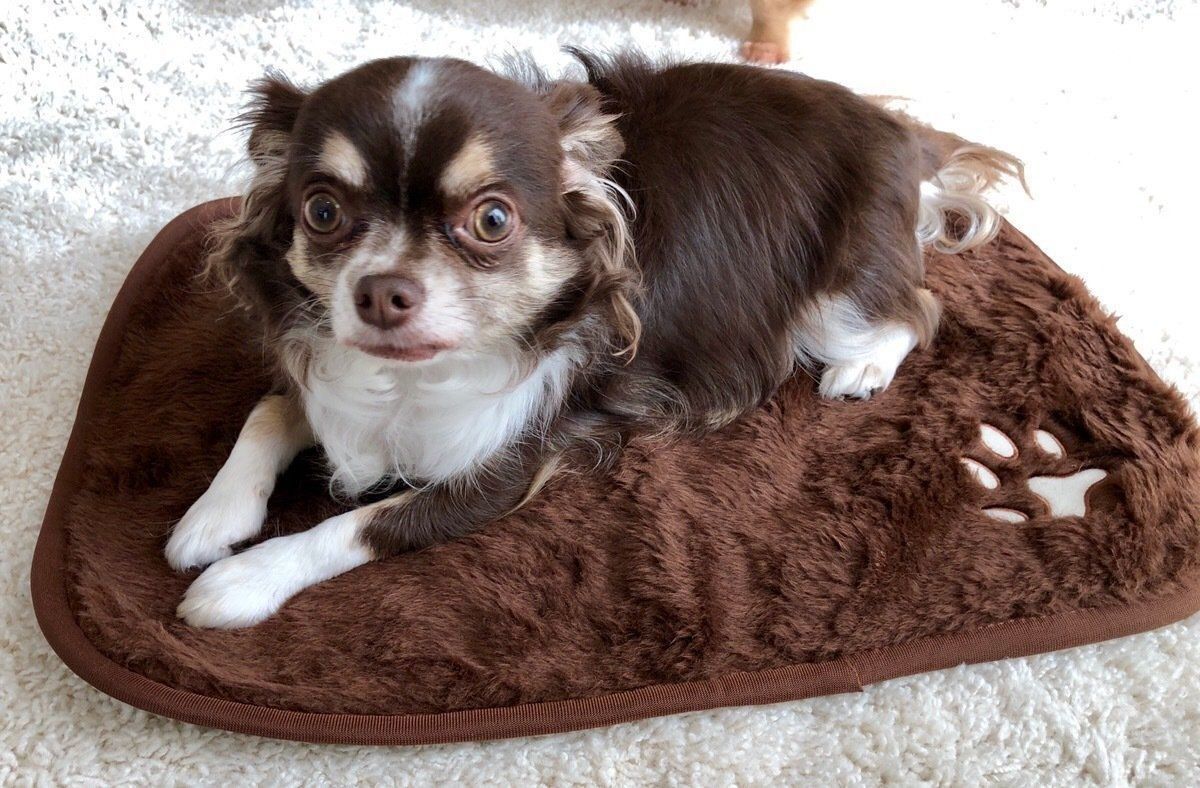 ドヤ顔のチワワ