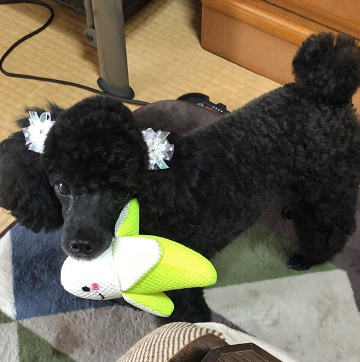 犬好き必見 ダイソーで見つけたワンコグッズが欲しくなるかわいさ いぬのきもちweb Magazine 犬好き必見 ダイソーで見つけたワンコグッズが欲しくなるかわいさ いぬのきもちweb Magazine