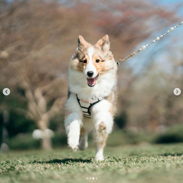 走るルネちゃん