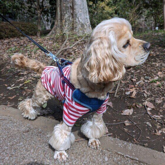 アメリカン・コッカー・スパニエルの犬志郎くん