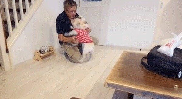 パパを取り合うフレンチ・ブルドッグ兄妹