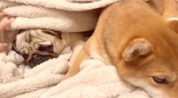 毛布でぬくぬくするラルくんとアキちゃん