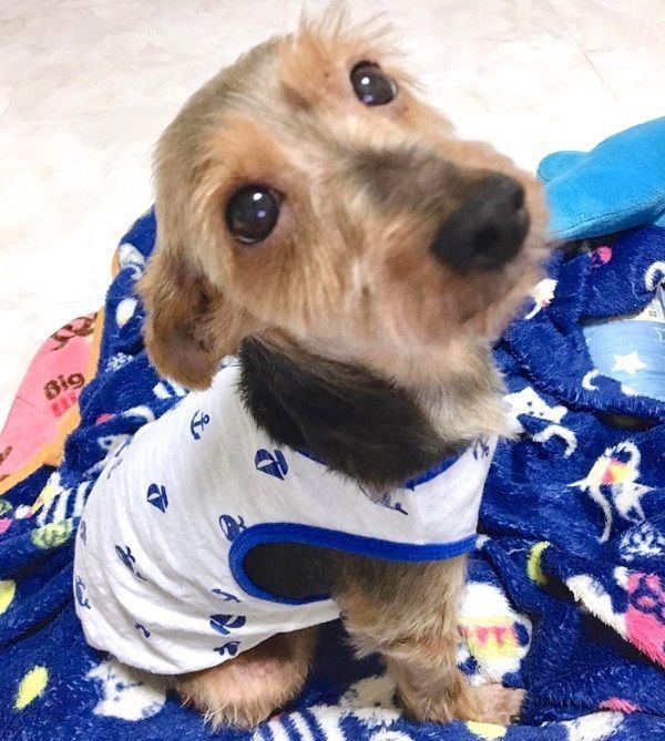 元保護犬・サブレくん