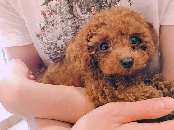 見つめるトイ・プードル