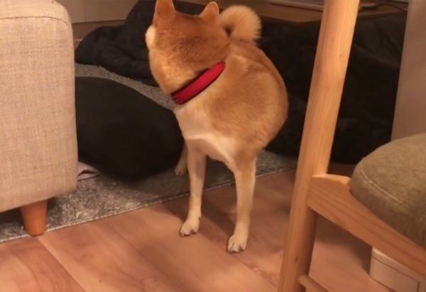 ヒートテックを奪う柴犬