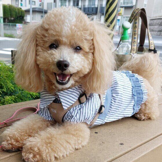 トイ・プードルのハービーくん♪