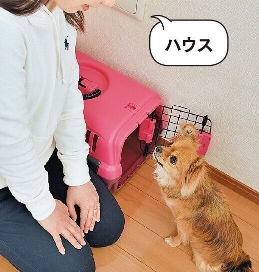 ハウスに入ったら「イイコ」とほめる