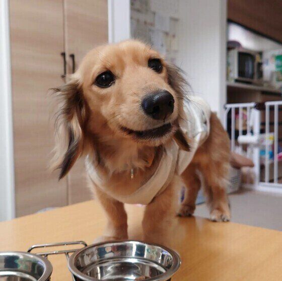 ミニチュア・ダックスフンドのこたろうちゃん