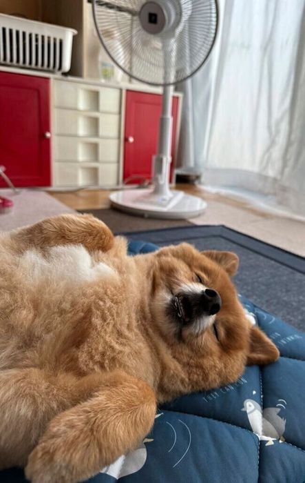 扇風機でダメになっているこじろーくん