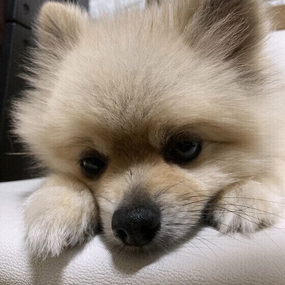 肝臓の数値が高い犬の治療法と日常の生活で気をつけること いぬのきもち