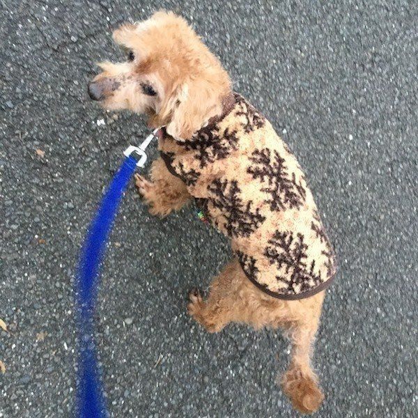 ワンコと飼い主さんのエピソード