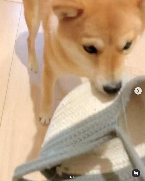 飼い主さんの帰宅を大歓迎するおまめちゃん