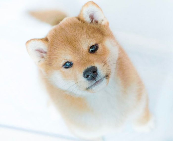 お迎え初日のテルオくん