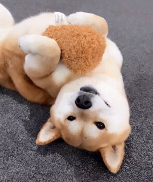 ヘソ天するすずちゃん