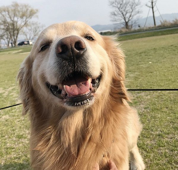 微笑む華丸くん