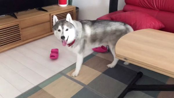 歯磨きが嫌いな犬