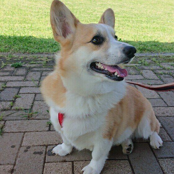 ウェルシュ・コーギー・ペンブロークのくぅくん