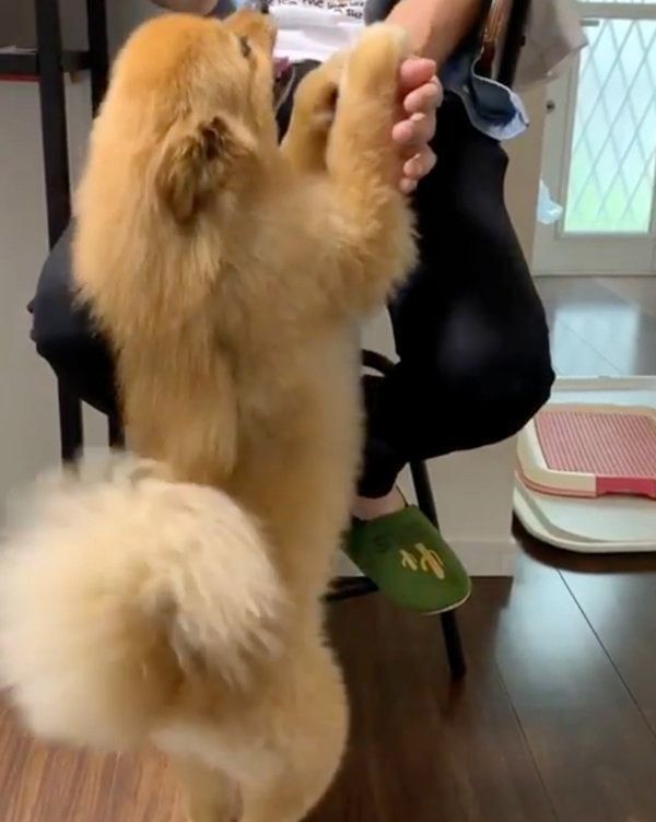 飼い主さんの膝にのりたいポメラニアン