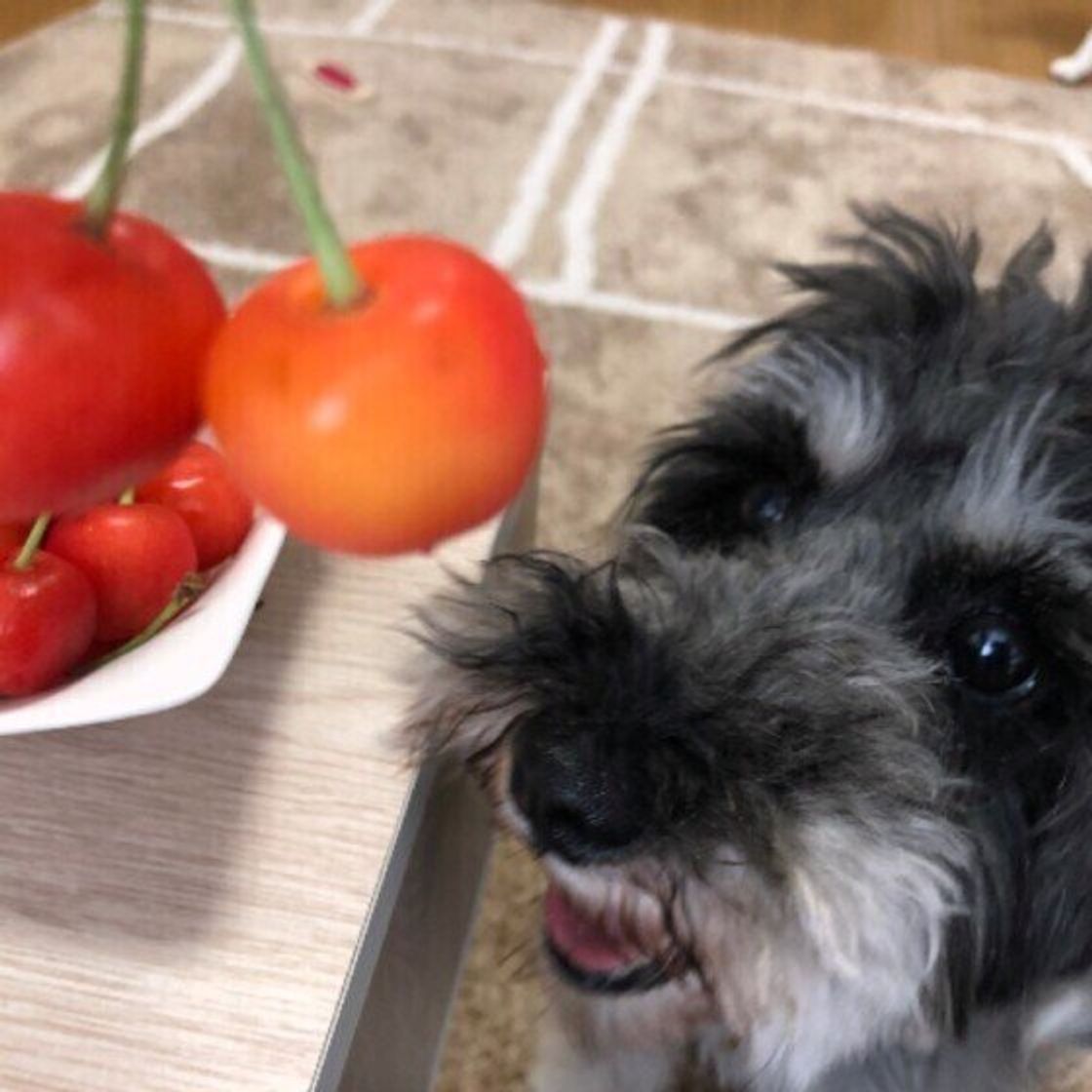 獣医師監修 犬にさくらんぼを与えるときは注意が必要 与えるメリットとデメリットを解説 いぬのきもちweb Magazine 獣医師監修 犬にさくらんぼを与えるときは注意が必要 与えるメリットとデメリットを解説 いぬのきもちweb Magazine