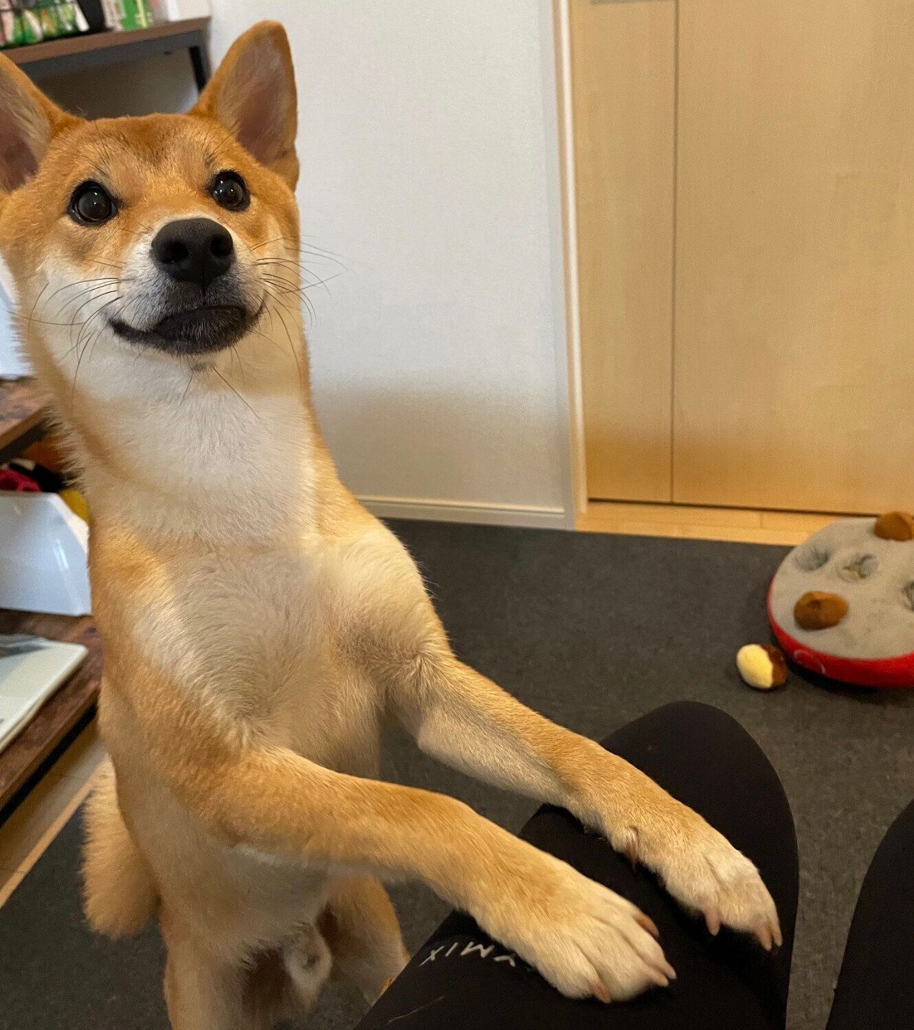 笑顔で散歩のおねだりをするぼんたんくん