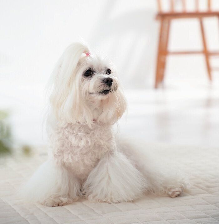 おすわりする犬