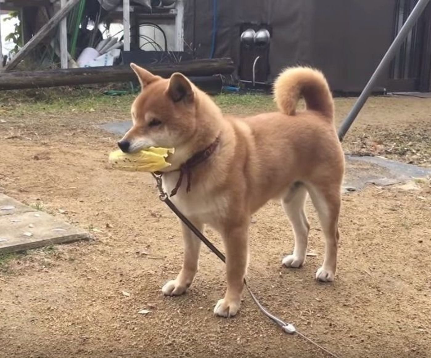 こっそり隠して やっぱり気になって 大好物をもらった柴犬が落ち着かない いぬのきもちweb Magazine こっそり隠して やっぱり気になって 大好物をもらった柴犬が落ち着かない いぬのきもちweb Magazine