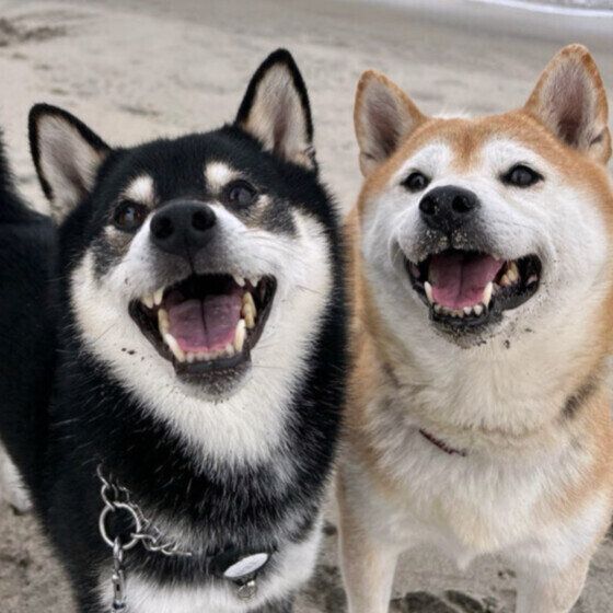 柴のてんてんくんたち