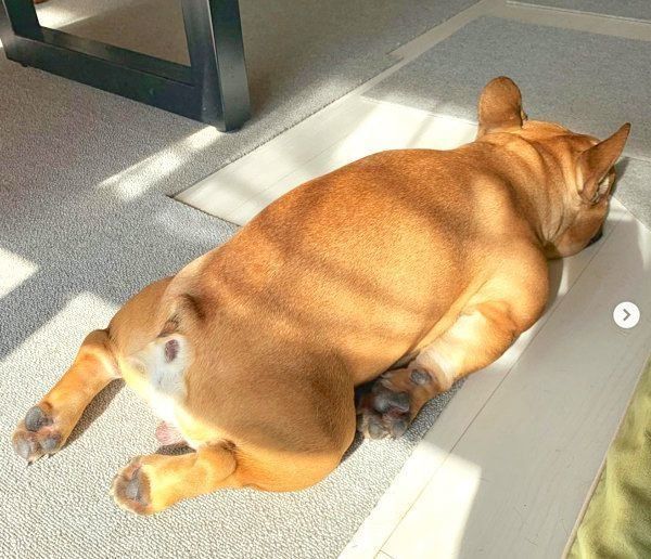 寝そべるガルムくん