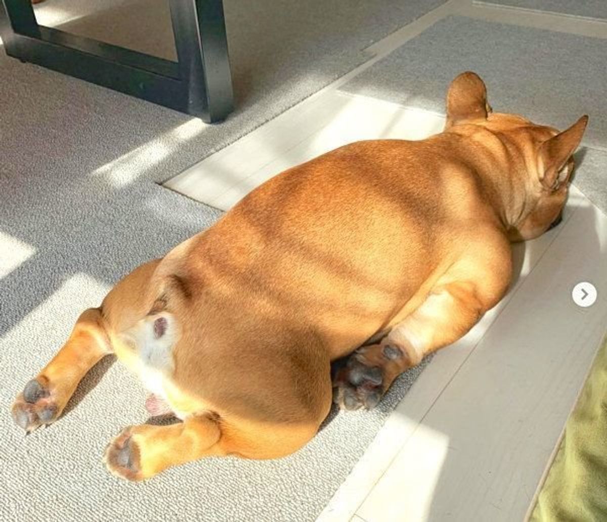 白鳥の湖 ケンタウロス 謎ポーズ炸裂の犬の姿がジワジワくる 笑 いぬのきもちweb Magazine 白鳥の湖 ケンタウロス 謎ポーズ炸裂の犬の姿がジワジワくる 笑 いぬのきもちweb Magazine