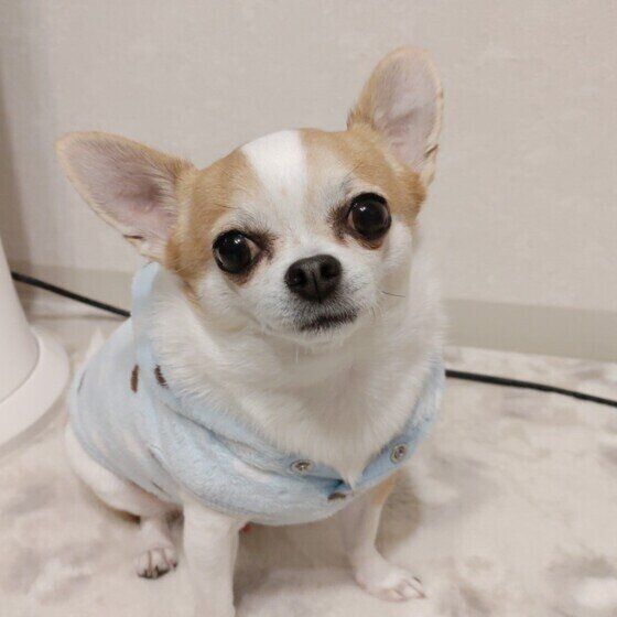 チワワのココくん