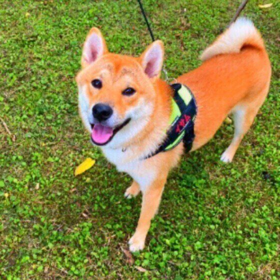 見つめるイサムくん（柴）