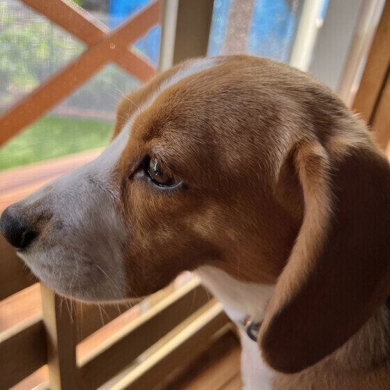 ビーグルの小梅ちゃん