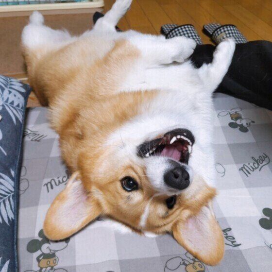 いつも元気なコーギーのひめちゃん