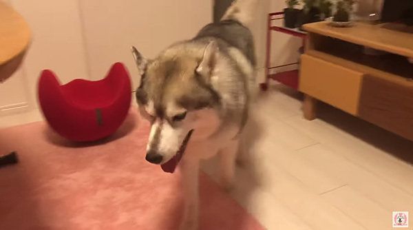 歩くシベリアン・ハスキー