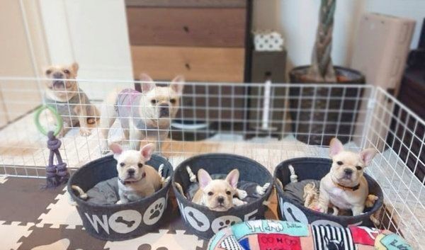 大集合するボブくん・イブちゃん・ラブちゃん・リブちゃん・ツブちゃん