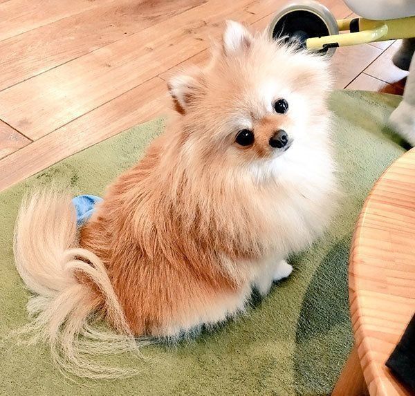 見つめるぽぽちゃん