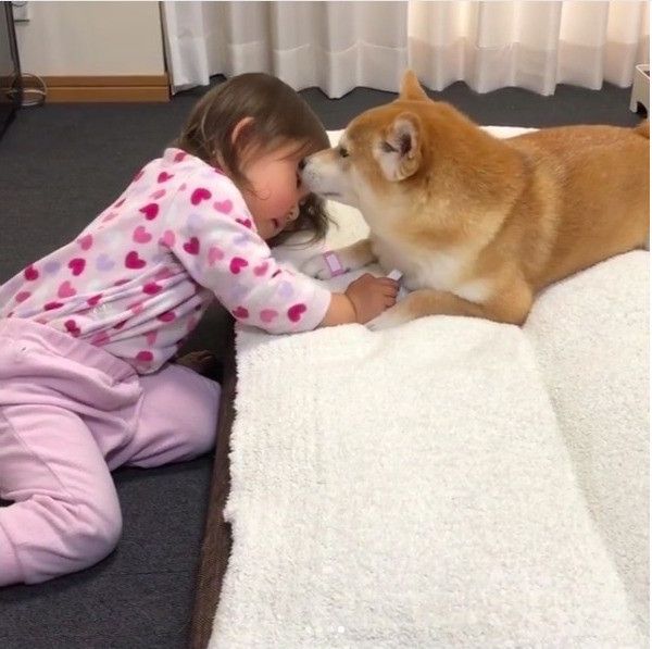 柴犬