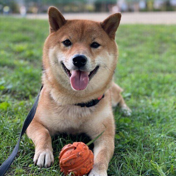 外でボール遊びをする柴犬