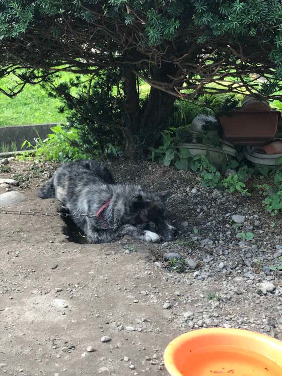 掘った穴の上で眠る犬