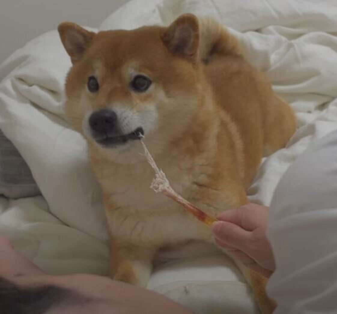 今話かけないでくれる 声をかけるパパさんに犬語で文句 を言う柴犬 いぬのきもちweb Magazine 今話かけないでくれる 声をかけるパパさんに犬語で文句 を言う柴犬 いぬのきもちweb Magazine