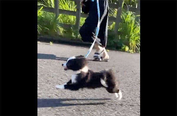 お散歩を楽しむあるとくん