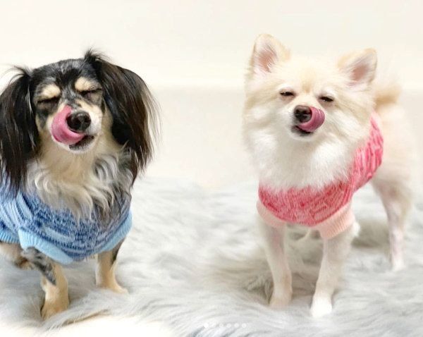 舌ぺろがシンクロするクーナちゃんとレオちゃん